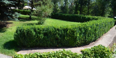 Živý plot: co je lepší vyrobit, pravidla výsadby